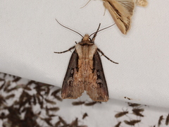 Agrotis volubilis