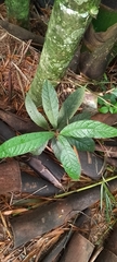 Nectandra reticulata