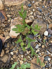 Convolvulus arvensis