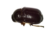 Cryptocephalus bameuli