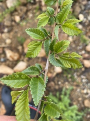 Ulmus pumila