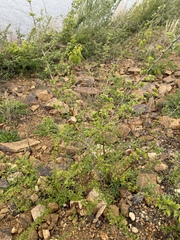 Ulmus pumila