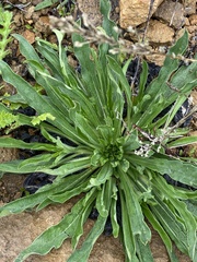 Echium vulgare