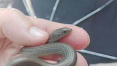 Chalcides striatus