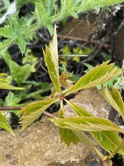 Parthenocissus