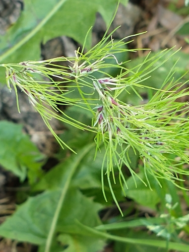 Poa bulbosa iNat (1)