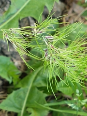 Mountain bluegrass (Poa montana)