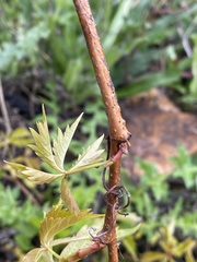 Parthenocissus