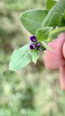 Asperugo procumbens