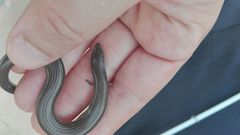 Chalcides striatus