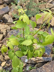 Acer negundo