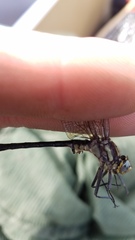 Phanogomphus descriptus