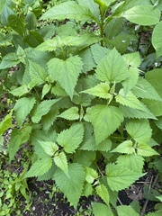 Ageratina altissima