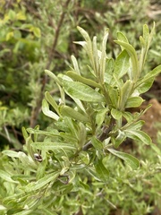 Hippophae rhamnoides