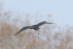 Plegadis chihi × Plegadis falcinellus