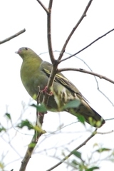 Treron fulvicollis
