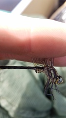 Phanogomphus descriptus