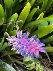 Aechmea gamosepala