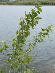 Populus