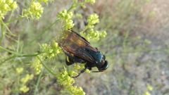 Megascolia maculata flavifrons