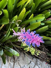 Aechmea gamosepala