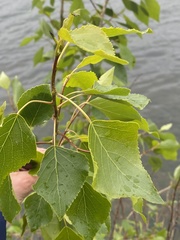 Populus