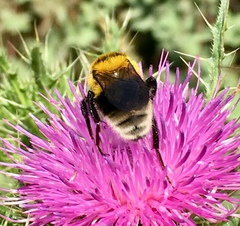 Bombus argillaceus