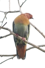 Treron fulvicollis