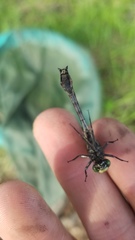 Phanogomphus descriptus