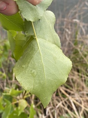 Populus