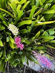 Aechmea gamosepala