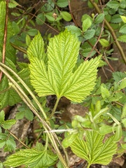 Humulus lupulus