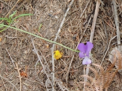 Viola etrusca
