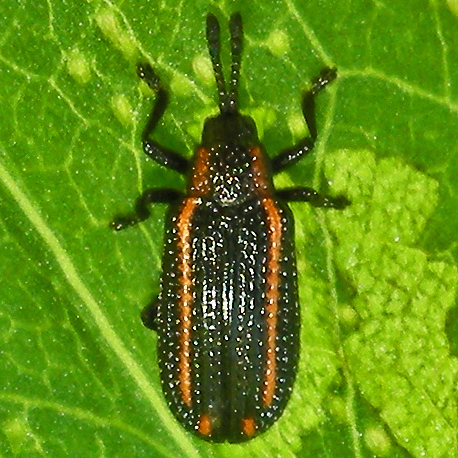 Microrhopala xerene photo 5