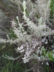 Eriocephalus racemosus