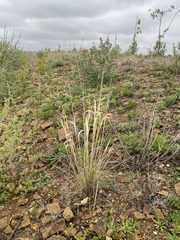 Poaceae