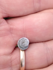 Monostegia abdominalis