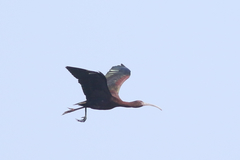 Plegadis chihi × Plegadis falcinellus