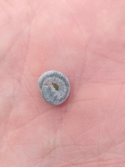 Monostegia abdominalis