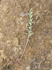 Alyssum desertorum