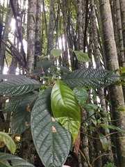 Nectandra reticulata