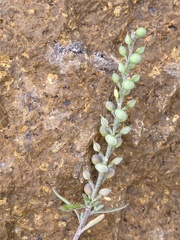 Alyssum desertorum