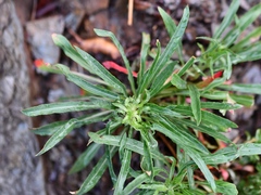 Oenothera argillicola