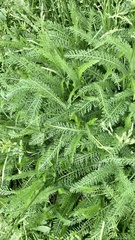 Achillea millefolium