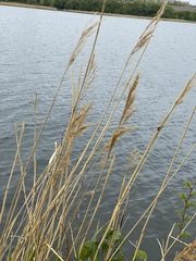 Phragmites australis