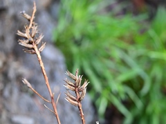Oenothera argillicola