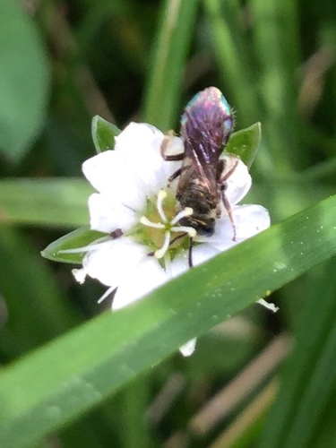 iNaturalist observation photo of Metallic Sweat Bees