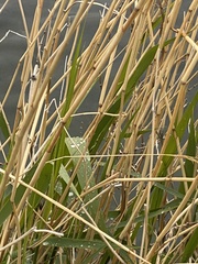 Phragmites australis