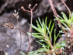 Oenothera argillicola