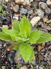 Tracheophyta